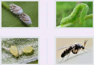 Dinotefuran 3% GR Granulado, <span class=keywords><strong>Insecticida</strong></span> Sistémico para Plantas de Hogar, Flores, Rosas, Control de Pulgas e Insectos, Pesticida Agrícola para Suelo - Product Image 4