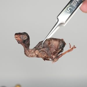 Заводская прямая сублимированная сушеная перепелка, полностью натуральные высокопротеиновые лакомства для собак, кошек и рептилий, питание для всей добычи - Product Image 3