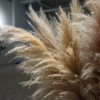 Rumput Pampas kering alami, bunga hias tinggi berbulu besar untuk dekorasi pernikahan atau rumah hadiah harga pabrik untuk Tahun Baru