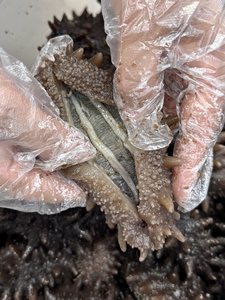 Cetriolo di Mare di Alta Qualità Pronto da Mangiare, Confezione Regalo per Anno Nuovo per Anziani e Amici - Product Image 5