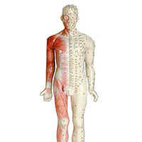 Modelo de Acupuntura Anatómica Humana Deren DRA 85cm, Simulador Masculino de PVC, China
