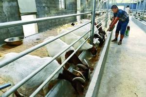 הזנה תוסף תירס גלוטן הזנה 40 ק "ג המחיר הטוב ביותר על ידי יצרן רטוב - Product Image 6