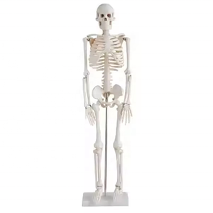 Modelo de Esqueleto Humano de 85 cm, Recurso Didáctico para la Anatomía del Cuerpo Humano - Product Image 1
