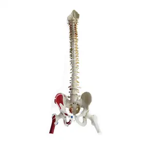 Human Labeled Spine Skeleton Bones Medical Model