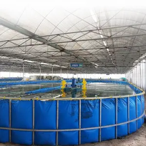 Indoor Ras-Systeem Garnalenkweek Recirculeren Aquacultuursysteem Watervoorziening Voor Vannamei Garnalenkwekerij Te Koop