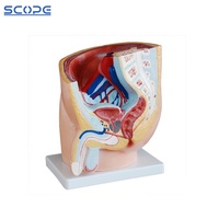Enseignement médical SC-A1084 modèle d'anatomie sévitale pelvienne masculine humaine enseignement d'urologie des organes reconstructifs