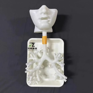 Nuevo Modelo Blanco Rígido de Cuarto Nivel para Enseñanza y Entrenamiento Médico en Broncoscopia, Árbol Bronquial - Product Image 1