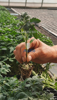 Machine à greffer les semis la plus vendue, équipement automatique de greffage de légumes pour tomates, concombres, pastèques, pépinières et serres