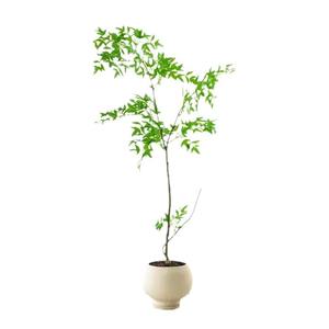 شجرة ناندينا صناعية متطورة بتصميم مقلد للطبيعة للديكور الداخلي من البلاستيك الأخضر - Product Image 5