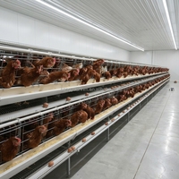 Nouvelle cage à poules de type H de style européen, système d'alimentation automatique et de collecte des œufs, acier galvanisé à chaud durable
