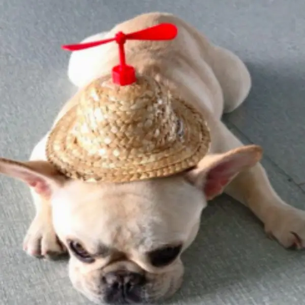 Teddy Haustier Hund Lustiger dekorativer Schatten und Requisiten liefert Hawaiian Pet Cap Dog Strohhut mit rotem oder blauem Propeller