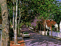 Cuadro al óleo de calle con árboles, coche vintage y paisaje suburbano, arte de pared con marco dorado para decoración de hoteles, cafeterías y salas de estar