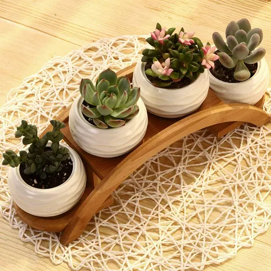 JUNJI-maceta de cerámica con arco de bambú para plantas, maceta de cerámica blanca con texturizado para suculentas, Cactus, interior, soporte para plantas de madera