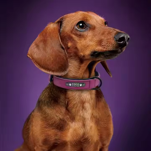 Collar para Perro Ajustable de Cuero PU Ecológico con Remaches Sencillos, Cómodo, con Letra Grabada, Estilo Táctico Occidental, con Luces Antipérdida - Product Image 3
