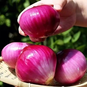 Trung Quốc tươi bóc vỏ hành tây hữu cơ hành tây trắng tỏi tươi hành tây đỏ vàng với số lượng lớn với túi lưới Xuất xứ giá tốt nhất - Product Image 3