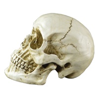 Modèle de sculpture de crâne squelette personnalisé, ornement d'halloween, décoration intérieure, tête de crâne humain en résine
