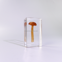 Nature Real Cultivated Mushroom in Resin Spécimen Embedded Exploration Students Education Kit