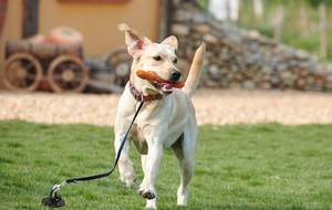 Ancre de sol en spirale pliable et résistante verte de 18 pouces personnalisée <span class=keywords><strong>pour</strong></span> le <span class=keywords><strong>kit</strong></span> de <span class=keywords><strong>fixation</strong></span> extérieur de trampoline de <span class=keywords><strong>balançoire</strong></span> de maison de chien - Product Image 5