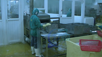 Mesin Blanching Seafood Zolim, Mesin Masak Udang Murah, Mesin Masak Industri, Mesin Blanching Udang Uap, Mesin Perebus Air