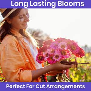 Zinnia géantes naturelles et magnifiques, paquet de fleurs d'extérieur en vrac pour le revêtement de sol, kit élégant pour pot et <span class=keywords><strong>jardinière</strong></span> - Product Image 5