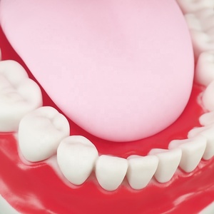 แบบจำลองฟันทางกายวิภาคพร้อมฟันพลาสติก 32 ซี่ อุปกรณ์การศึกษา - Product Image 5