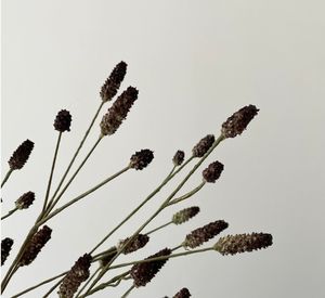 Fleur artificielle de <span class=keywords><strong>Sanguisorba</strong></span> Officinalis noire de haute qualité, 78 cm, pour mariage, Saint-Valentin, fête des mères, décoration de la maison - Product Image 3