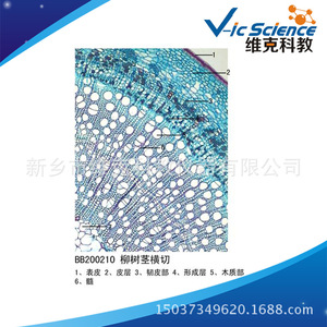 Willow stem cross section; plant slides; stem and stem metamorphosis; animal and plant section specimens; <b>microscope</b> slides. - Product Image 5