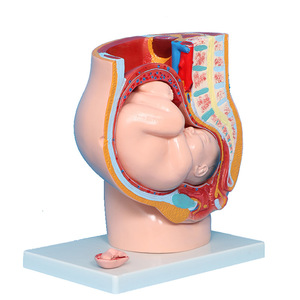 Modelo Anatómico del Sistema Reproductivo Femenino para Enseñanza Médica, Diseño Art Deco en Plástico, Decoración - Product Image 3
