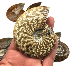 Spécimen <span class=keywords><strong>fossile</strong></span> d'ammonite irisé naturel de Madagascar escargot en cristal opalisé pour l'éducation aux sciences biologiques de base - Product Image 1