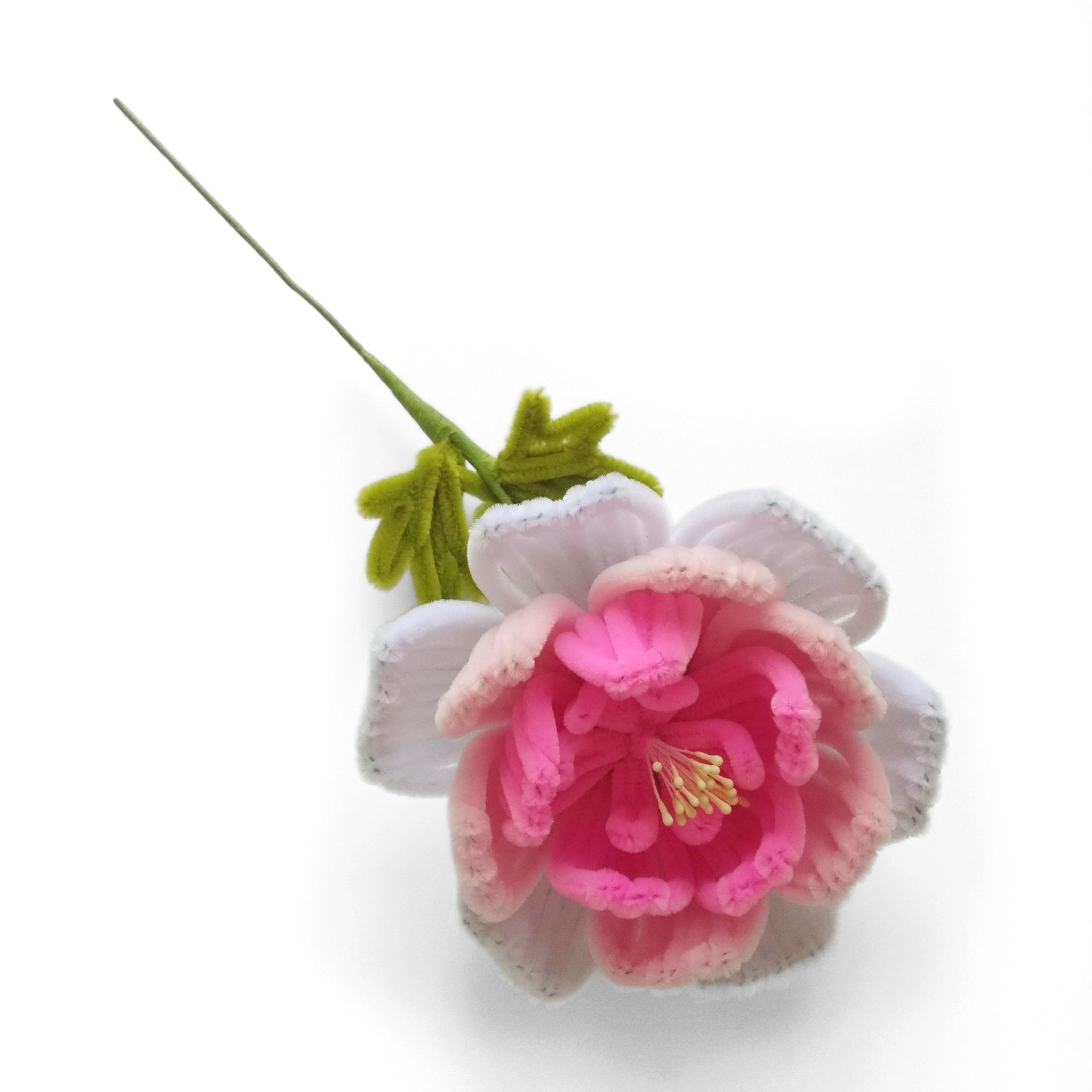 Peonia singola rifinita rosa sfumato