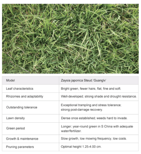 Césped Natural Premium, Duradero y Suave, Certificado por FIFA, para Cancha de Fútbol Interior/Exterior con Servicio de Mantenimiento - Product Image 3
