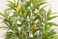 Arbre fruitier artificiel réaliste de 1,5 m avec logo personnalisé, plante de mangue artificielle en pot, feuillage en PEVA, tige en bois naturel pour la maison et le jardin