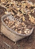Gingembre frais 250g, gingembre chinois séché certifié, vente chaude pour usage alimentaire agricole