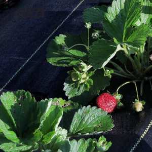 Plastik Dokumasız Su Geçirmez Peyzaj Zemin Örtüsü Kumaş File Yabancı Ot Kontrol Bariyeri Engelleyici Mat Izgara Beyaz Yeşil Kahverengi - Product Image 5