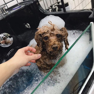 Baignoire pour animaux de compagnie en acrylique avec ozone pour toilettage vétérinaire, baignoire pour chiens et chats, <span class=keywords><strong>prix</strong></span> - Product Image 5