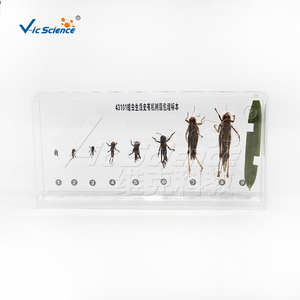 Especímen transparente de Plastomount del ciclo de vida del locustino, muestra de insecto real para estudio de laboratorio biológico CE/ISO/ROHS/CNAS - Product Image 6