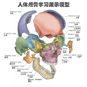 2025 KRC New giải phẫu PVC dành cho người lớn mô hình hộp sọ với não 15-piece cho y tế khoa học giáo dục - Product Image 6
