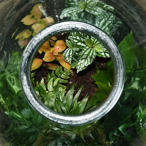 AGG68 Esschert-Design dekoratives halböffnete Flasche mini kleines <span class=keywords><strong>Terrarium</strong></span> Großhandel Versorgung Pflanzen <span class=keywords><strong>Terrarium</strong></span> mit Korkdeckel - Product Image 2