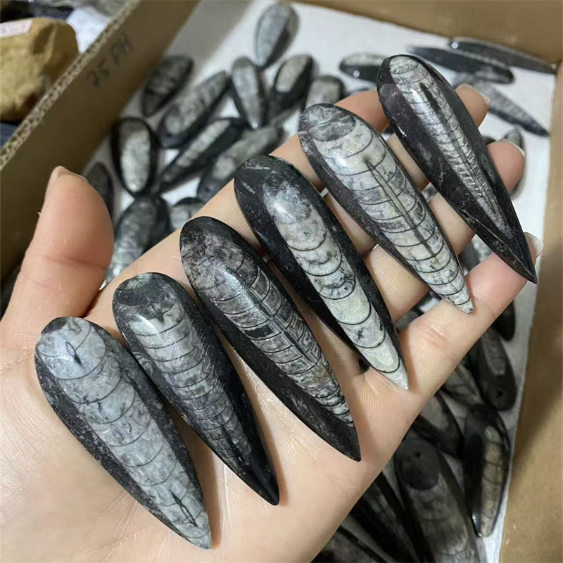 装飾のための芸術的でトレンディなtrilobite fossil -Alibaba.com