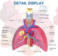 Modèle anatomique du système respiratoire humain : larynx, trachée, poumon, cœur pour la démonstration pédagogique en biologie et en faculté de médecine