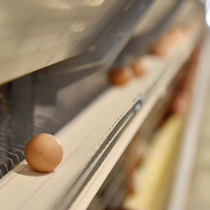 Jaulas de pollos, capa de huevo, cría de pollos, máquina de fabricación de alimentos para aves de corral, máquina de alimentación para aves - Product Image 1