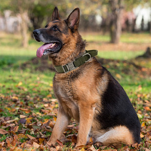 <strong>Tactical</strong> <strong>Dog</strong> <strong>Collar</strong> with Handle Adjustable <strong>Dog</strong> <strong>Collar</strong> with Heavy Duty Metal Buckle Control Handleand for <strong>Dog</strong> Training - Product Image 6
