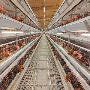 Équipement d'élevage avicole, collecte automatique des œufs, cages à poules en batterie pour la ponte - Product Image 1