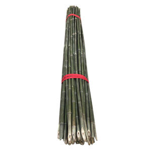 Petits piquets en bambou fins de 1,2 m pour le soutien des haricots, des concombres et des jeunes pousses de légumes dans le jardin - Product Image 5