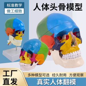 Modèle d'anatomie crânienne humaine 1:1 pour la simulation pédagogique, avec vertèbres cervicales et artères cérébrales ; séparation des couleurs. - Product Image 5