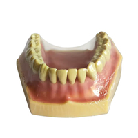 Usine directe amovible orthodontique étude dentiste anatomique Oral demi-bouche formation modèle de dent