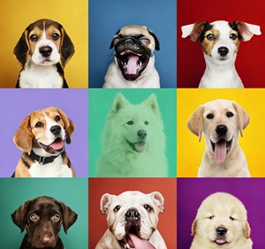 Probióticos para Perros: Golosinas Digestivas, Masticables Prebióticos con Enzimas de Calabaza para la Salud Intestinal, Alivia la Diarrea y el Mal Aliento, Seguro para Peces y Otros Animales - Product Image 4