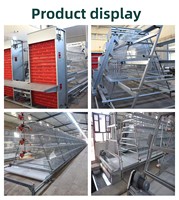 Nouvelle machine d'élevage de poulets entièrement automatique avec système d'alimentation, de collecte des œufs et d'élimination du fumier, construction en acier galvanisé