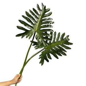 Hoja Artificial de Filodendro de PU de 90cm x 69cm, Hoja Falsa de <span class=keywords><strong>Xanadu</strong></span>, Tallo de Vegetación Tropical para Florero de Piso, Decoración de <span class=keywords><strong>Hotel</strong></span> y Bodas - Product Image 5