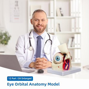 <span class=keywords><strong>El</strong></span> modelo del globo ocular y la cavidad ocular del <span class=keywords><strong>cuerpo</strong></span> <span class=keywords><strong>humano</strong></span> tiene su nervio óptico y sus músculos ampliados tres veces. - Product Image 6